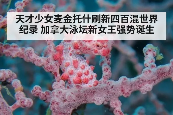 天才少女麦金托什刷新四百混世界纪录 加拿大泳坛新女王强势诞生